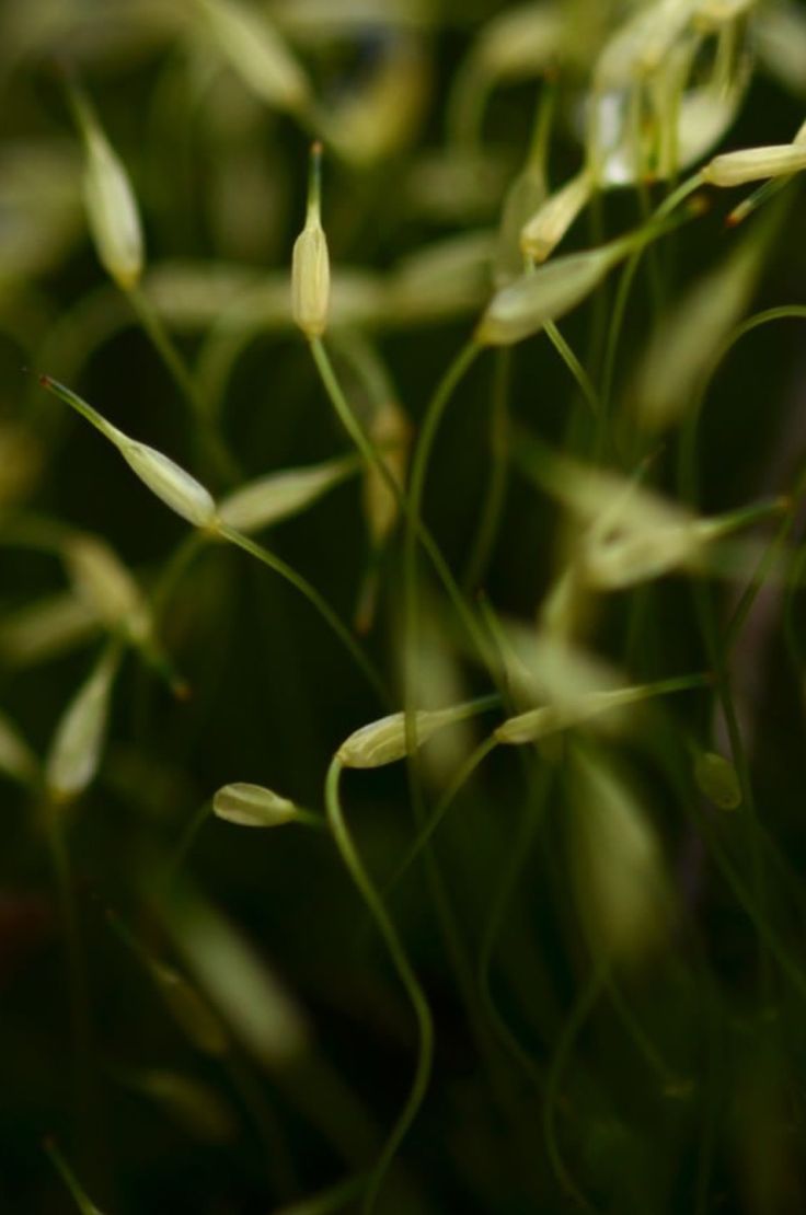 Citronella + Thyme